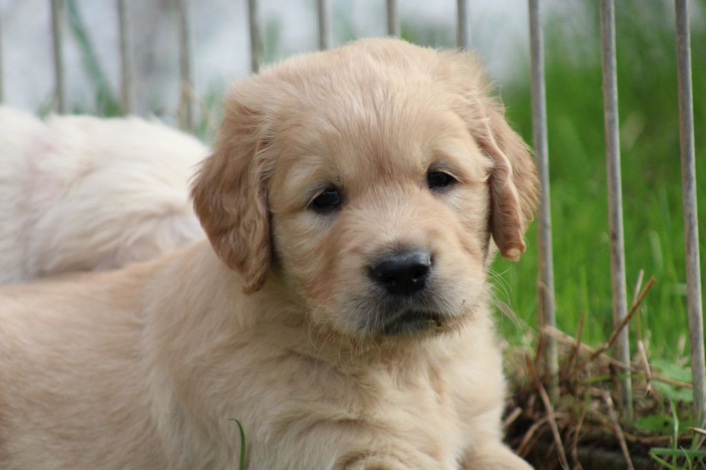 Des Grenouillettes Du Vexin - Chiot disponible  - Golden Retriever