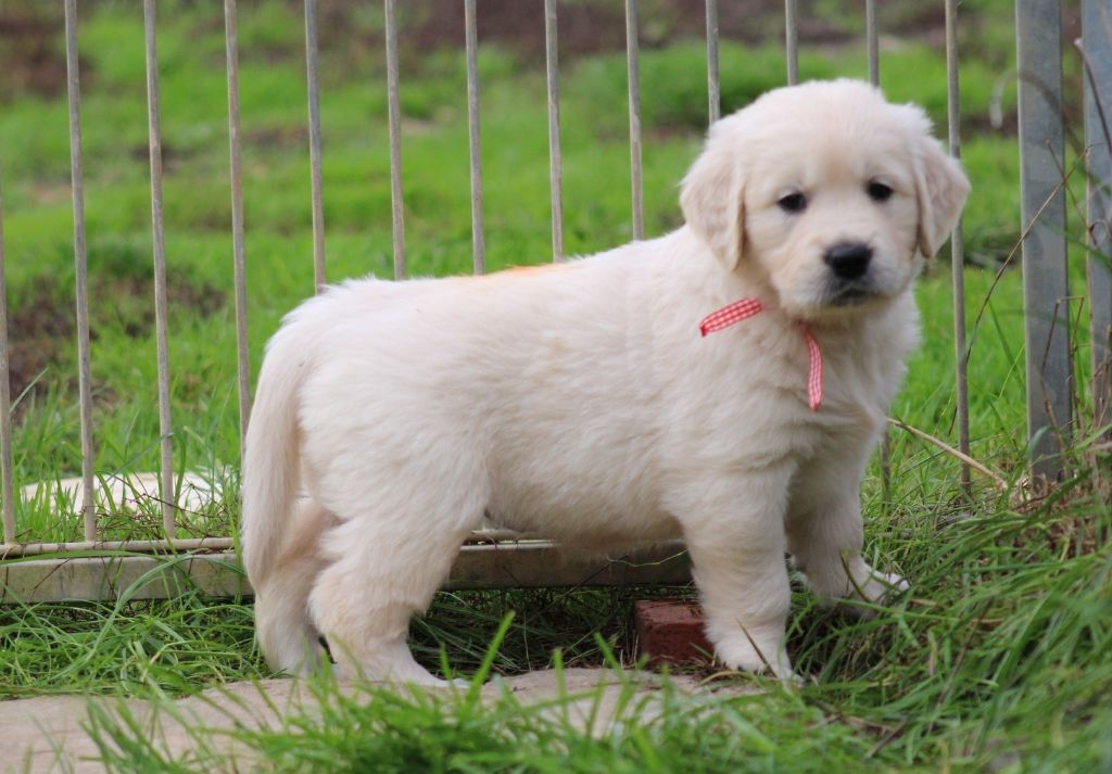 Des Grenouillettes Du Vexin - Chiot disponible  - Golden Retriever