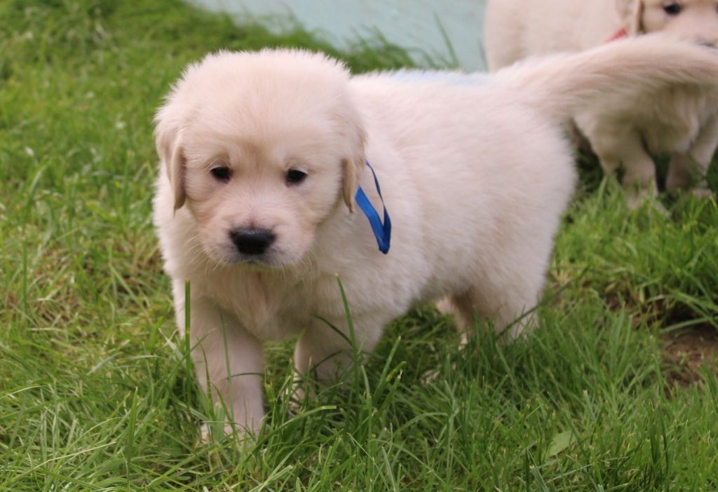 Des Grenouillettes Du Vexin - Chiot disponible  - Golden Retriever