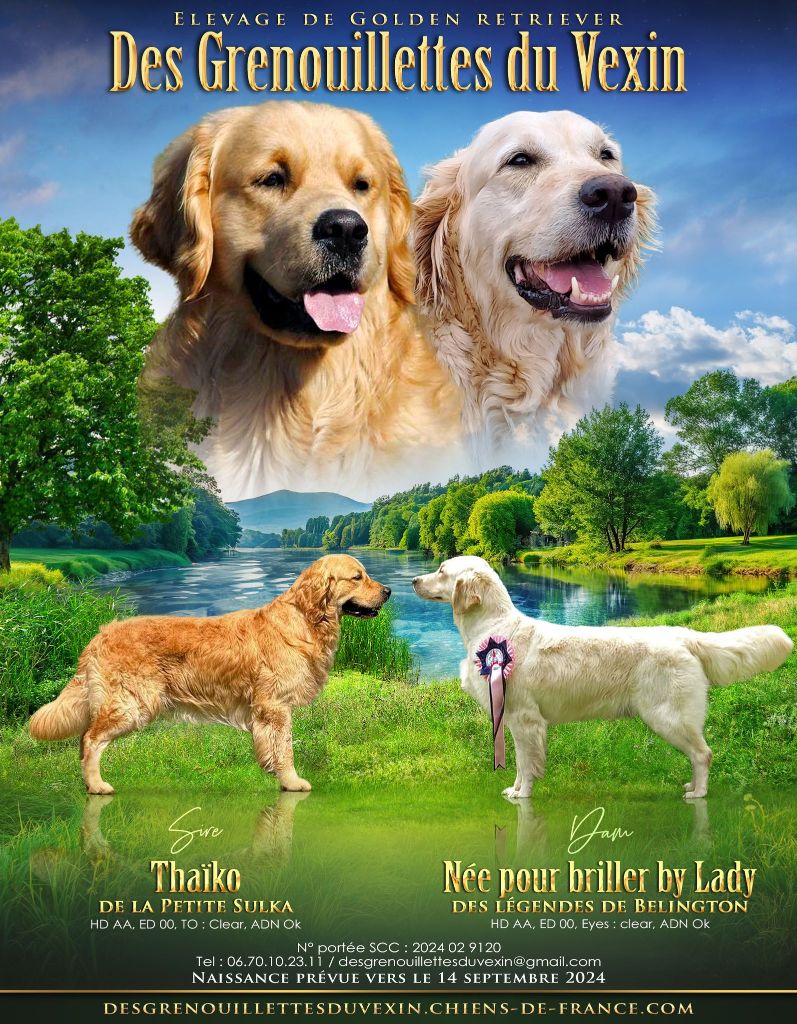 Des Grenouillettes Du Vexin - Chiot disponible  - Golden Retriever