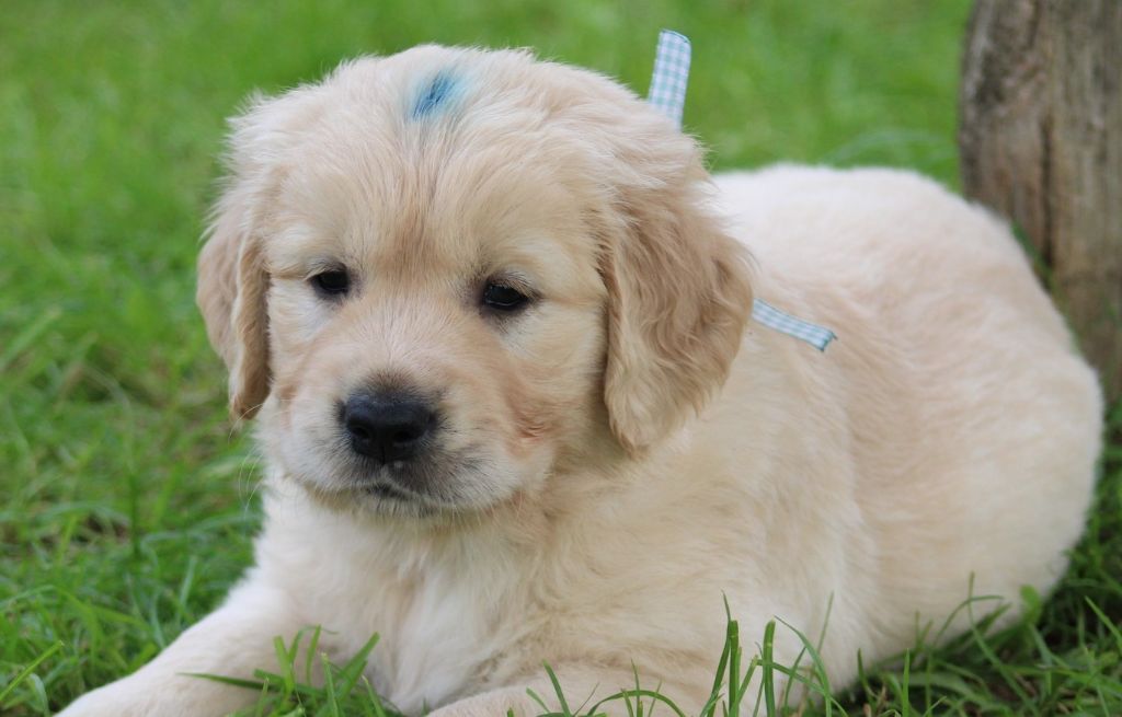 Des Grenouillettes Du Vexin - Chiot disponible  - Golden Retriever