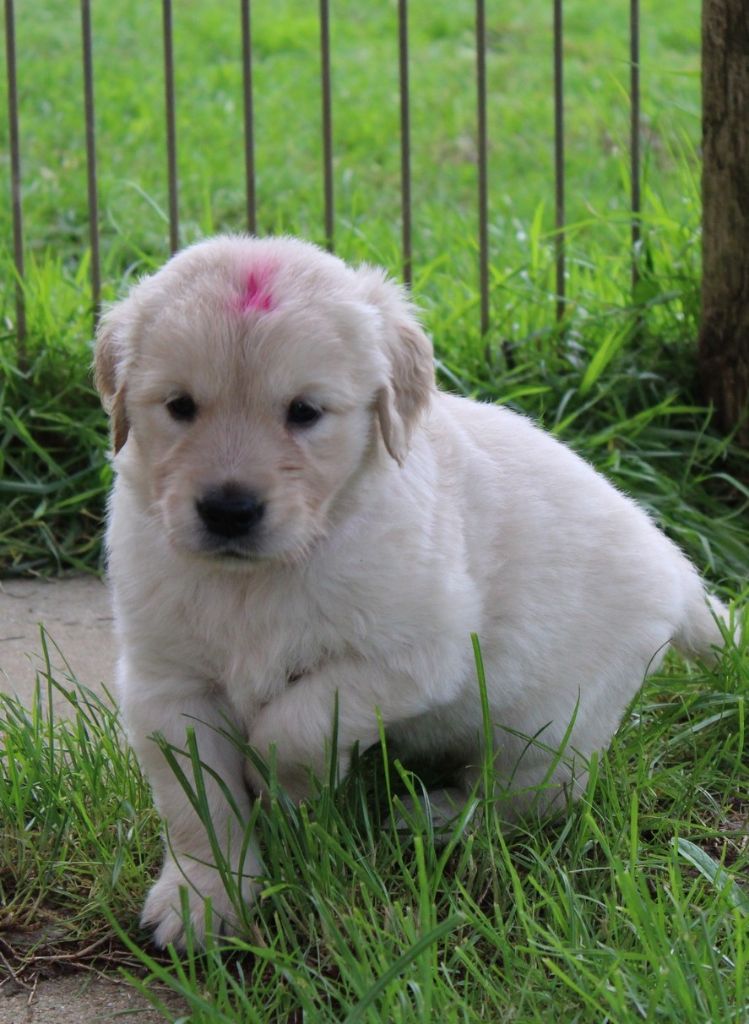 Des Grenouillettes Du Vexin - Chiot disponible  - Golden Retriever