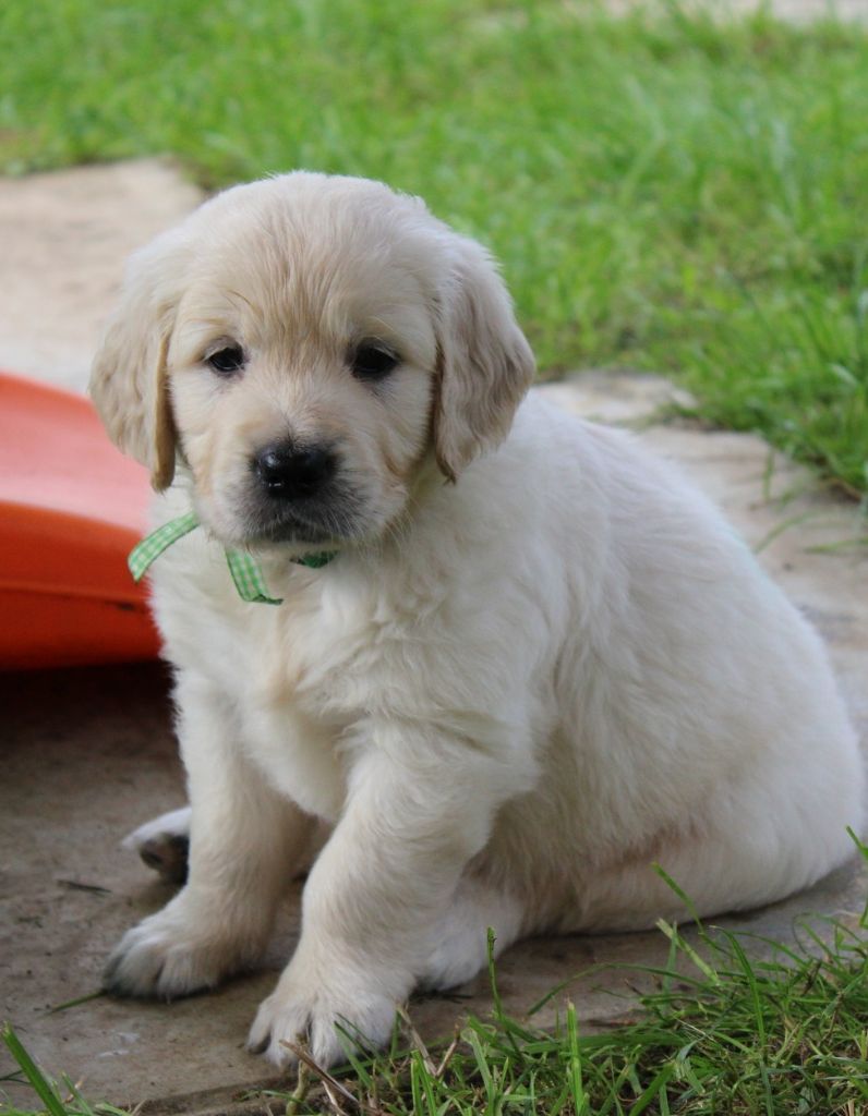 Des Grenouillettes Du Vexin - Chiot disponible  - Golden Retriever