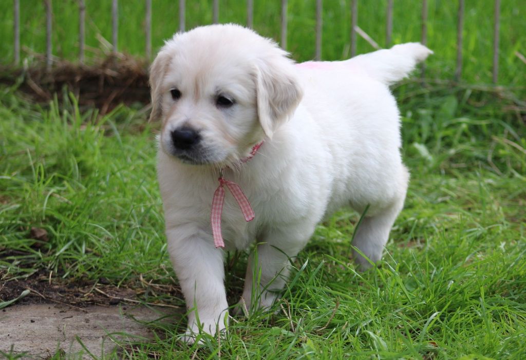 Des Grenouillettes Du Vexin - Chiot disponible  - Golden Retriever