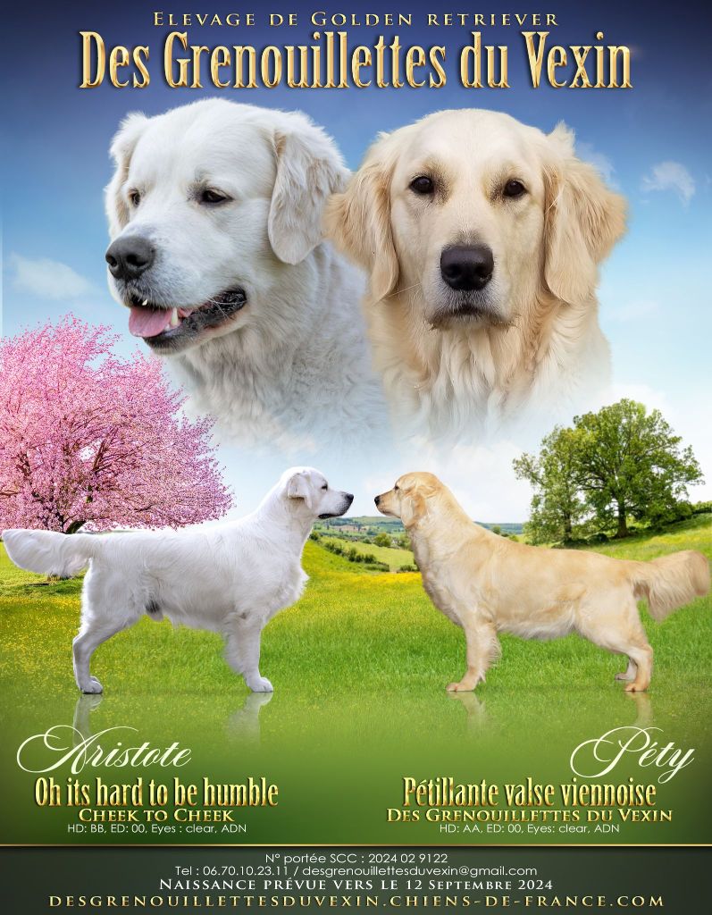 Des Grenouillettes Du Vexin - Chiot disponible  - Golden Retriever