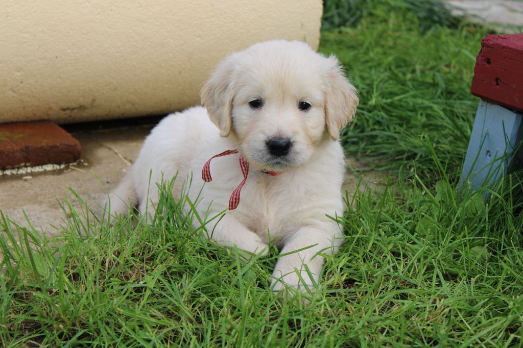 Des Grenouillettes Du Vexin - Chiot disponible  - Golden Retriever