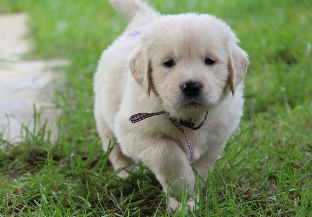 Des Grenouillettes Du Vexin - Chiot disponible  - Golden Retriever