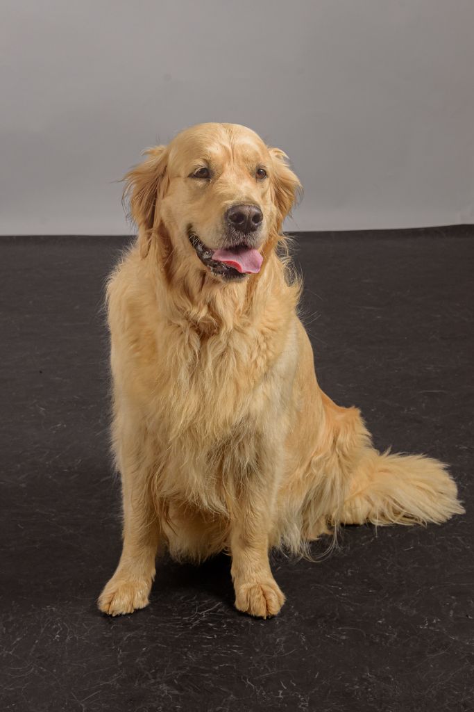 Still loving you selkis Des Grenouillettes Du Vexin