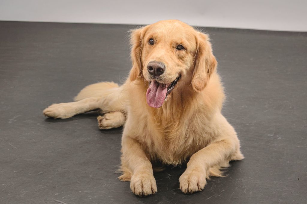 Uther rainbow's light Des Grenouillettes Du Vexin