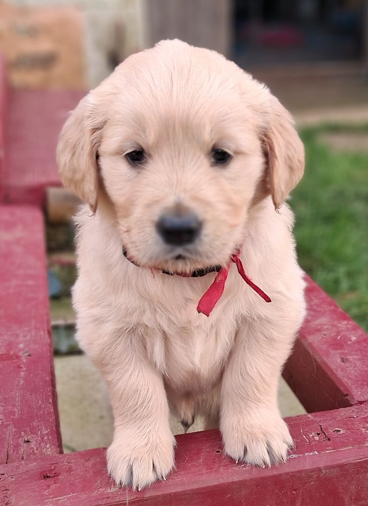Des Grenouillettes Du Vexin - Chiots disponibles - Golden Retriever