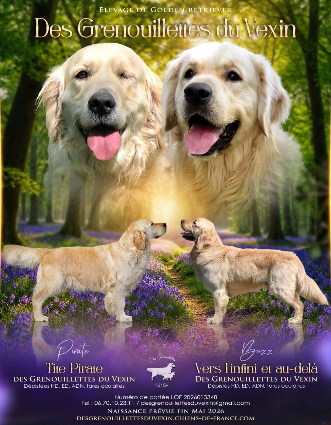 Chiot Golden Retriever Des Grenouillettes Du Vexin
