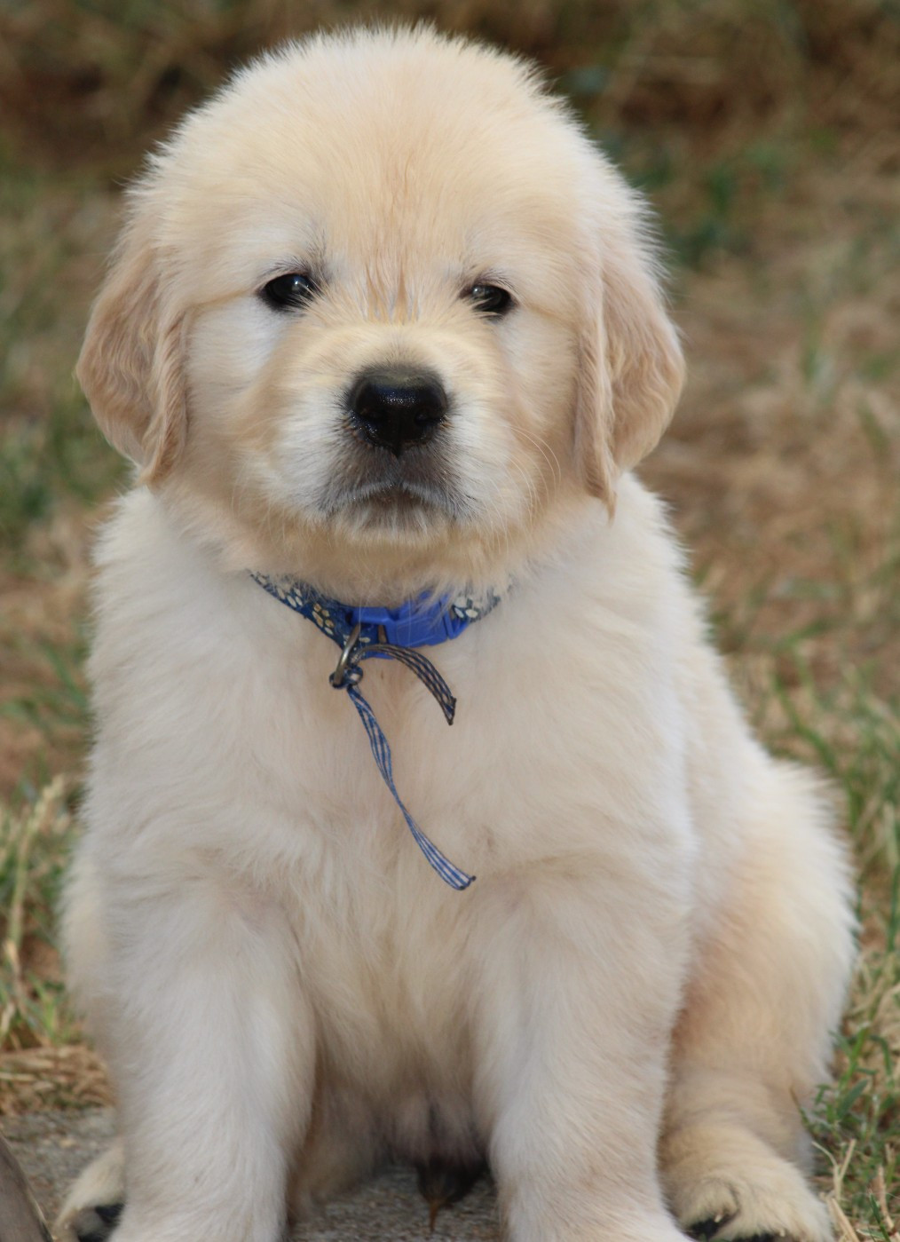Des Grenouillettes Du Vexin - Chiots disponibles - Golden Retriever