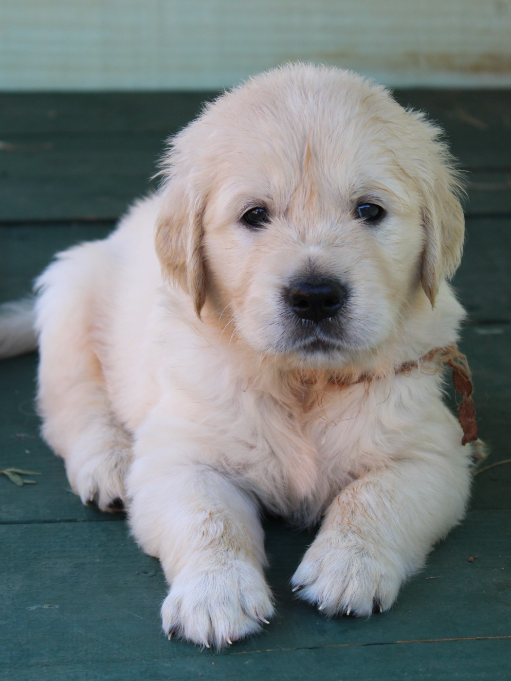 Des Grenouillettes Du Vexin - Chiots disponibles - Golden Retriever