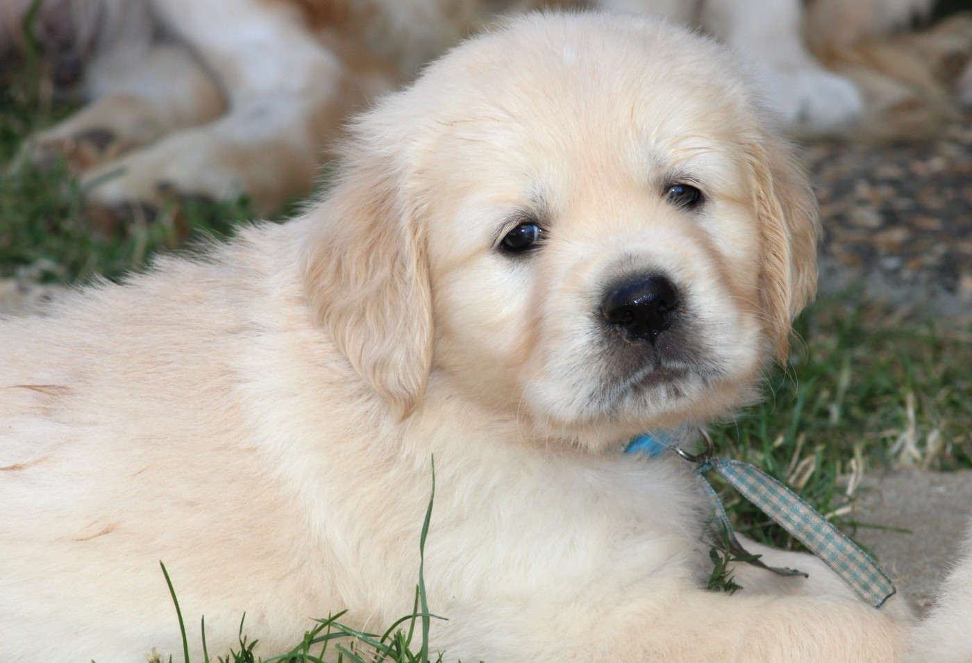 Des Grenouillettes Du Vexin - Chiots disponibles - Golden Retriever