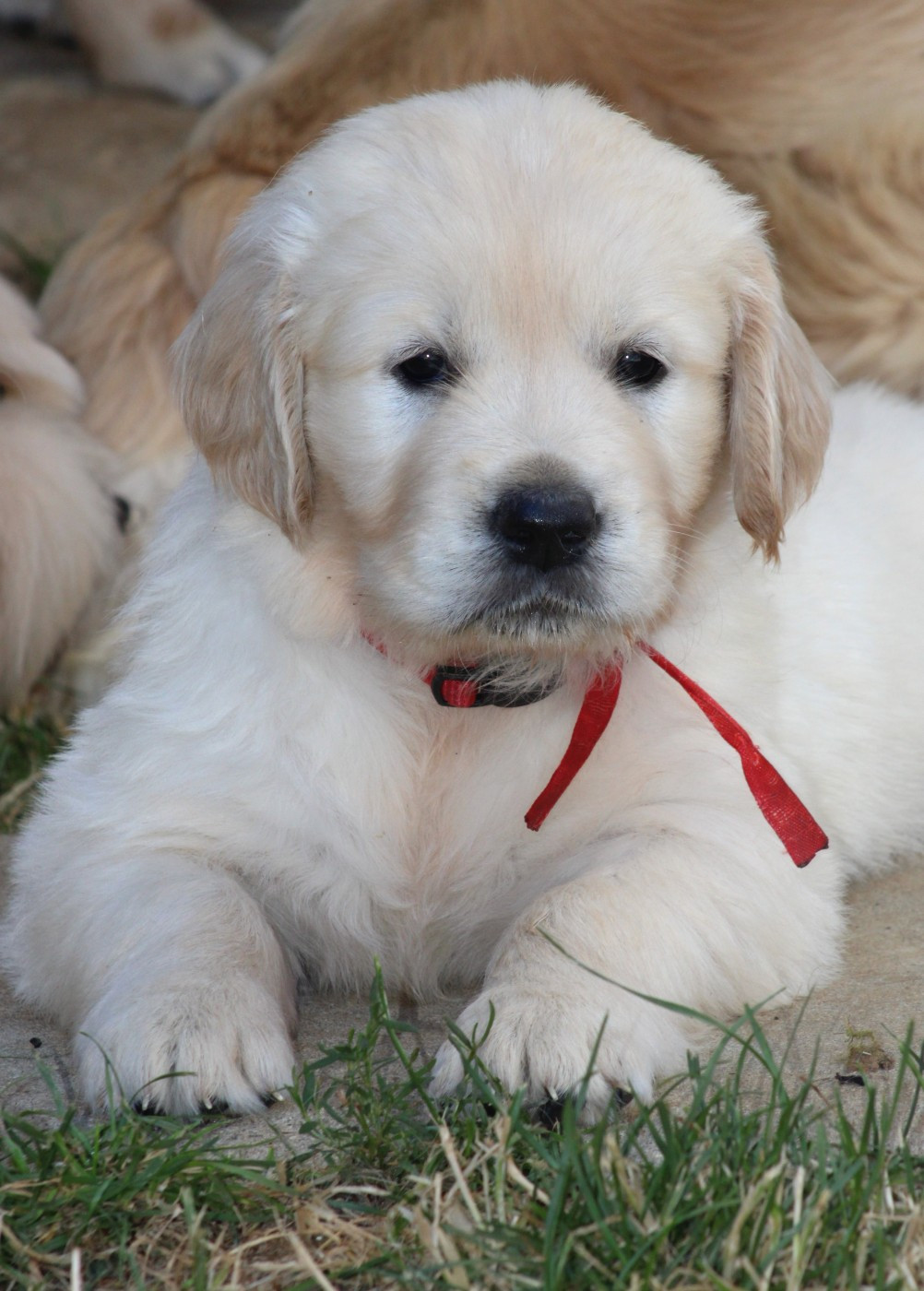 Des Grenouillettes Du Vexin - Chiots disponibles - Golden Retriever