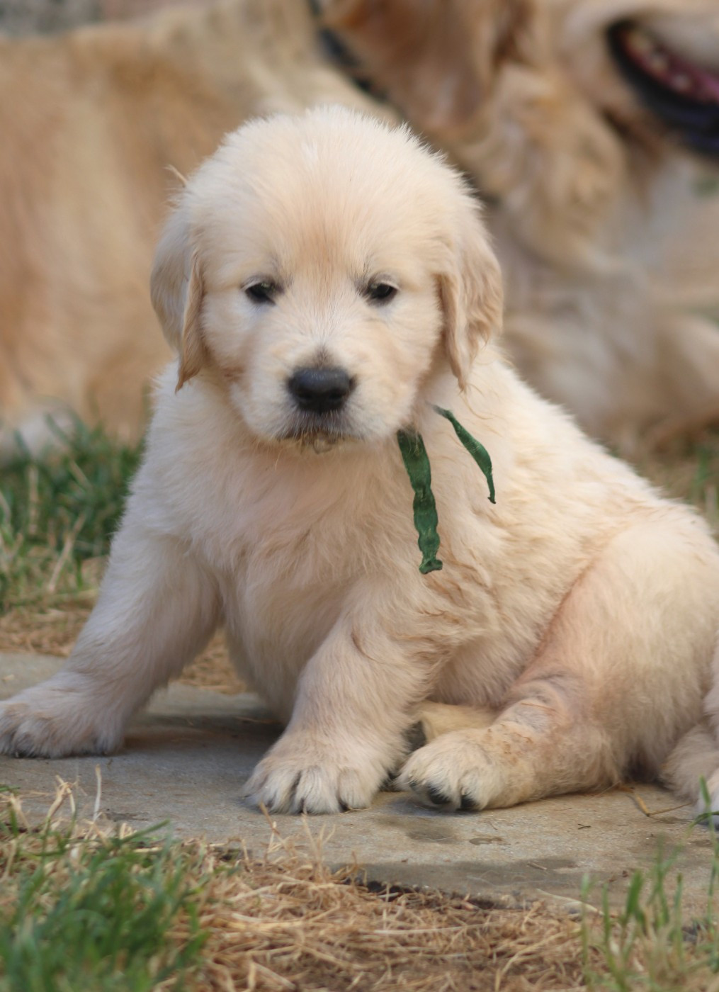 Des Grenouillettes Du Vexin - Chiots disponibles - Golden Retriever