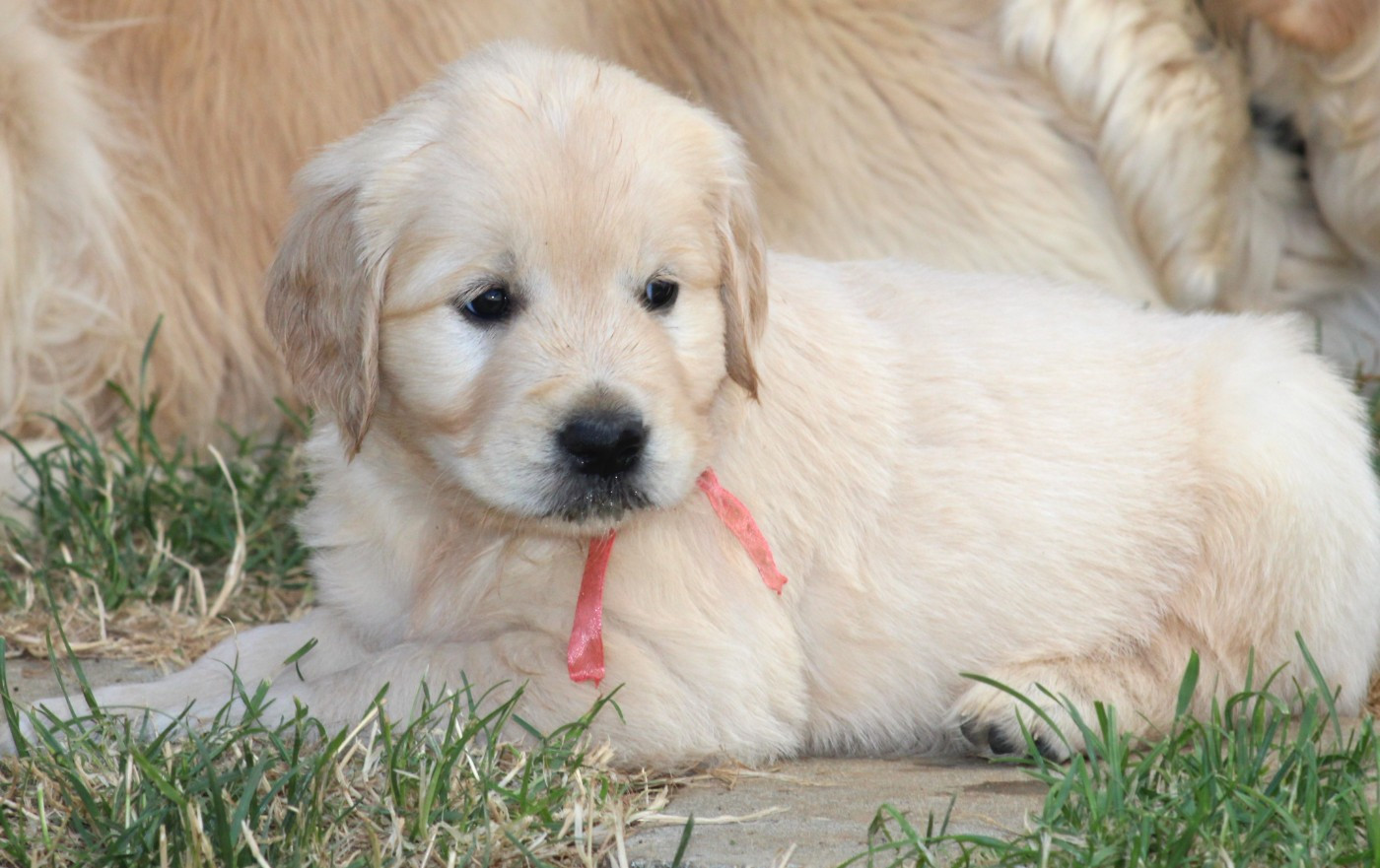 Des Grenouillettes Du Vexin - Chiots disponibles - Golden Retriever