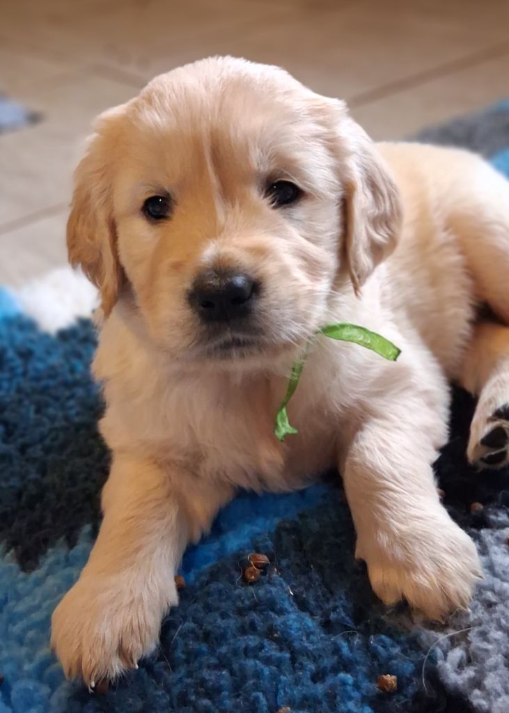 Des Grenouillettes Du Vexin - Chiots disponibles - Golden Retriever