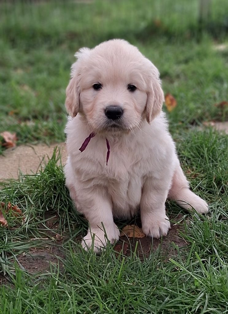 Des Grenouillettes Du Vexin - Chiots disponibles - Golden Retriever