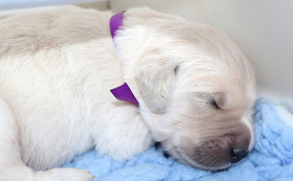 Des Grenouillettes Du Vexin - Chiots disponibles - Golden Retriever