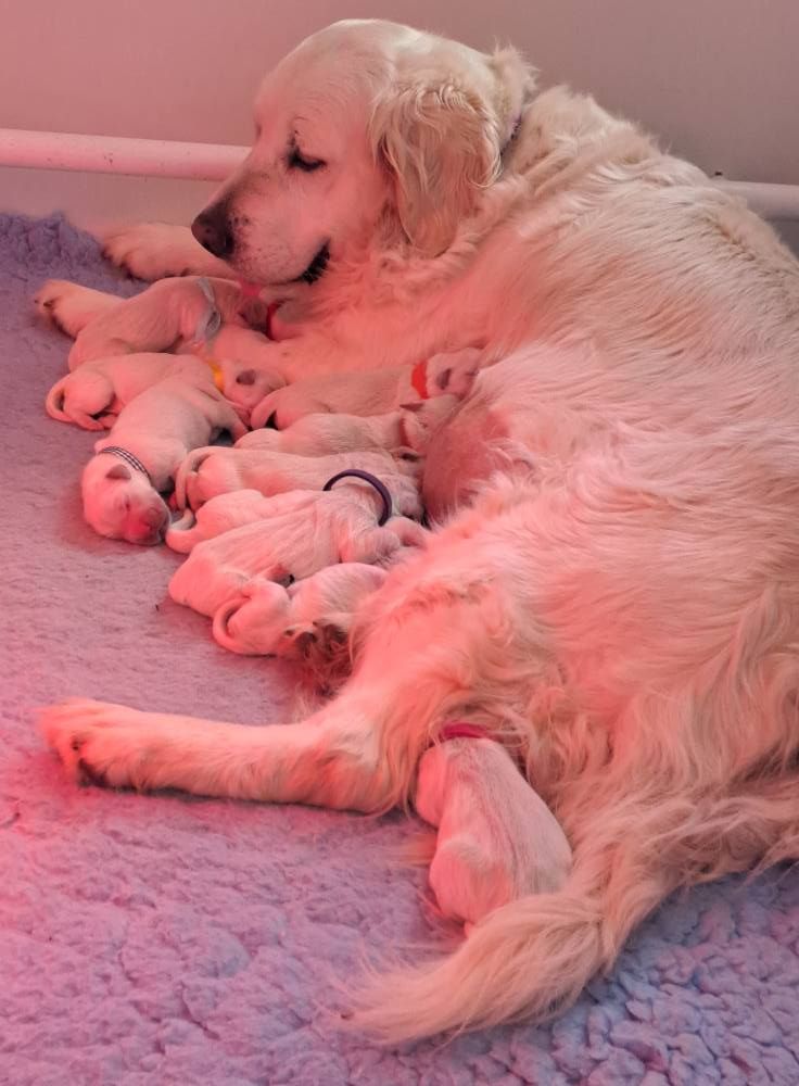 Des Grenouillettes Du Vexin - Chiots disponibles - Golden Retriever