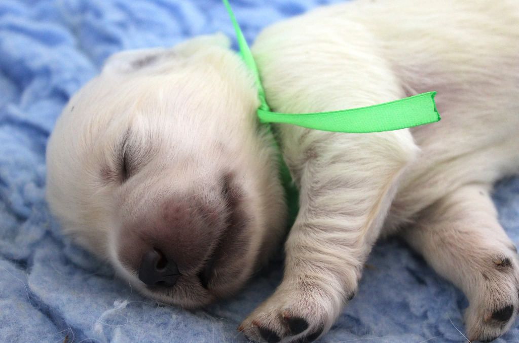 Des Grenouillettes Du Vexin - Chiots disponibles - Golden Retriever