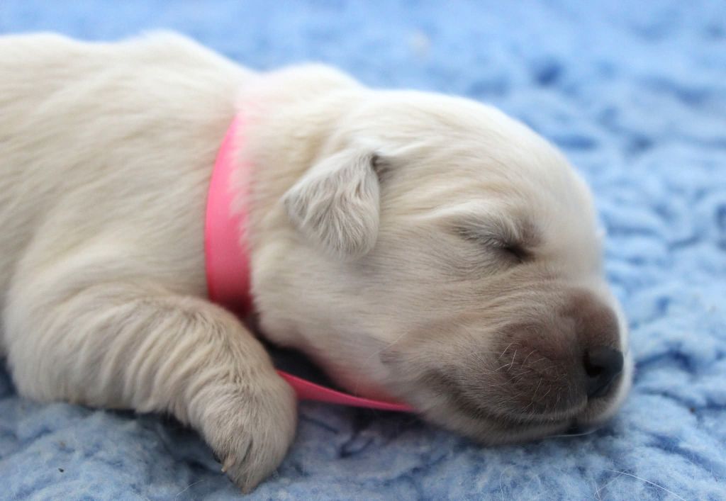 Des Grenouillettes Du Vexin - Chiots disponibles - Golden Retriever