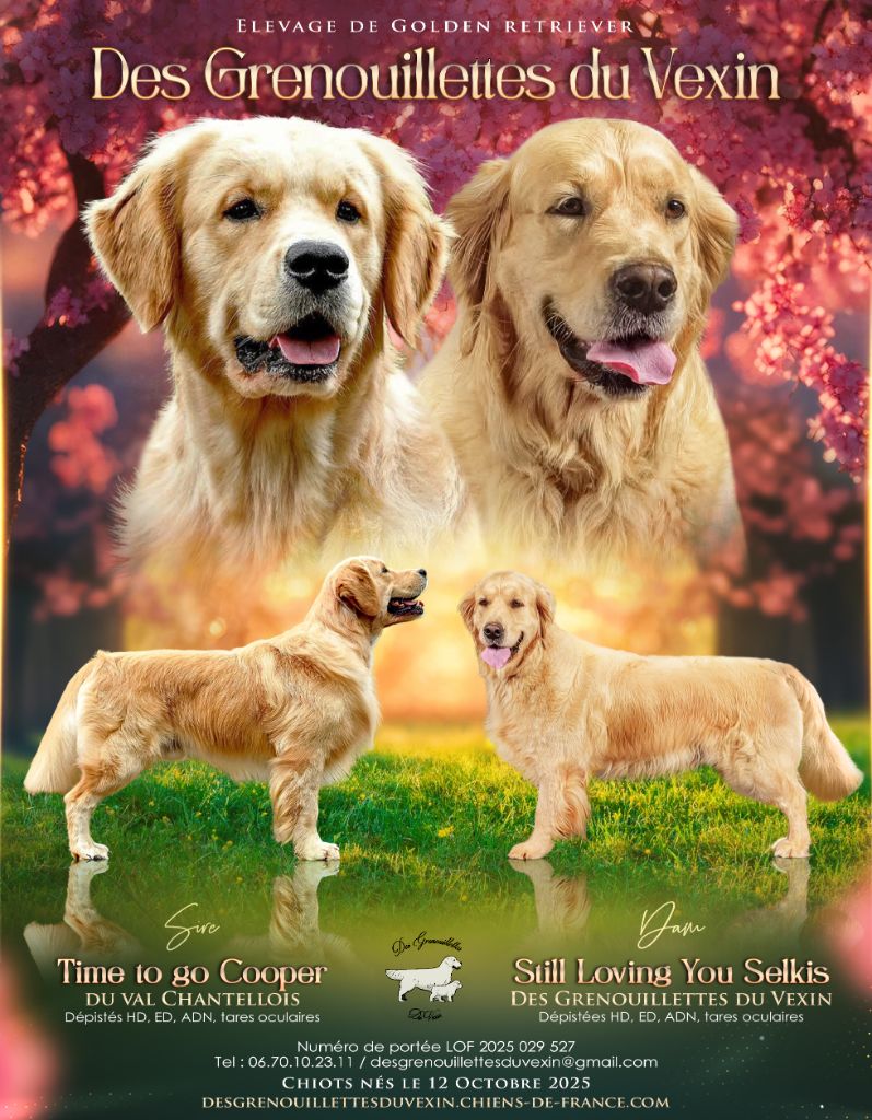 Des Grenouillettes Du Vexin - Golden Retriever - Portée née le 12/10/2025