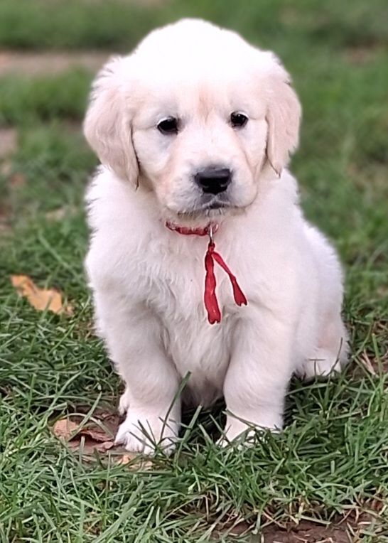 Des Grenouillettes Du Vexin - Chiots disponibles - Golden Retriever