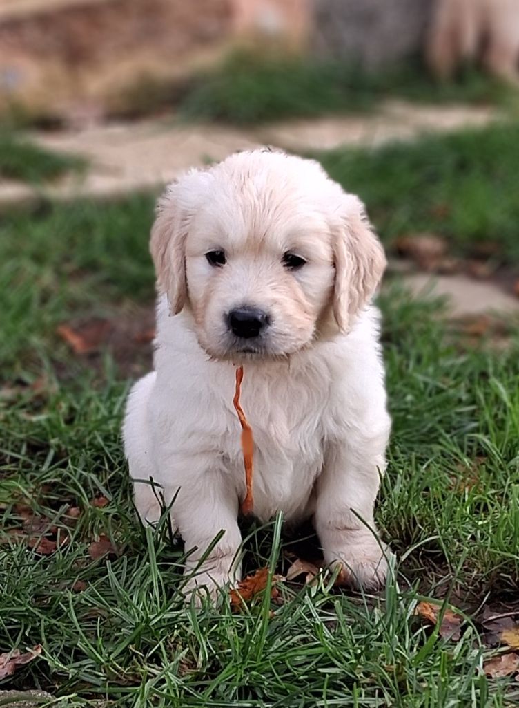 Des Grenouillettes Du Vexin - Chiots disponibles - Golden Retriever