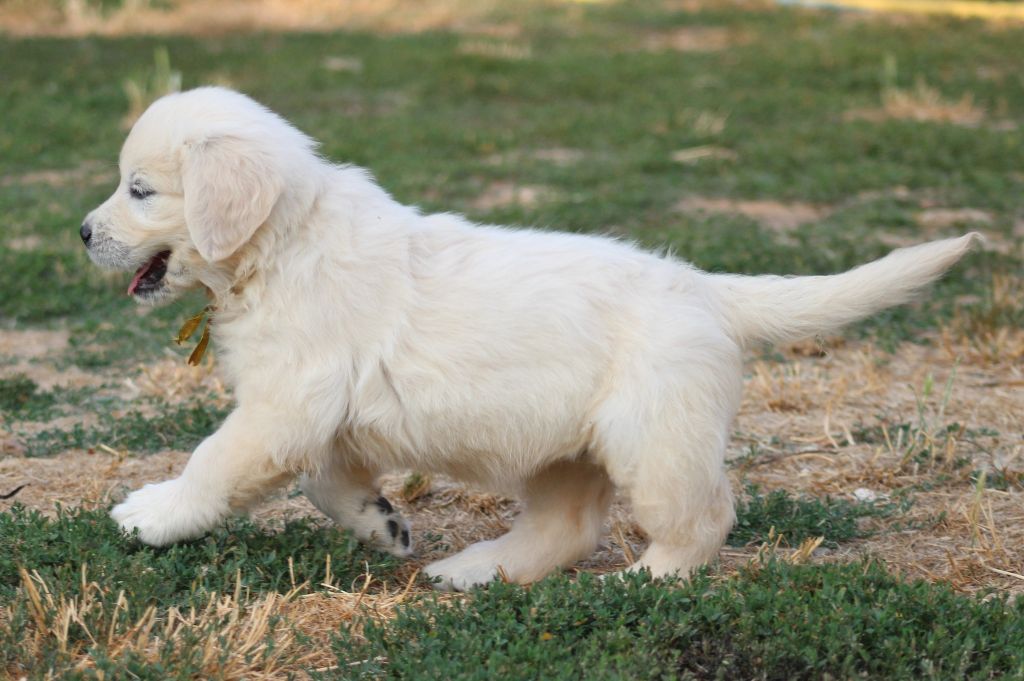 Des Grenouillettes Du Vexin - Chiots disponibles - Golden Retriever