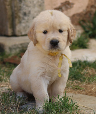MISS JAUNE