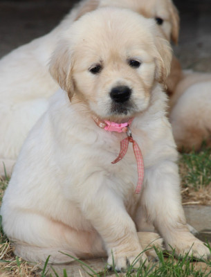 MISS ROSE