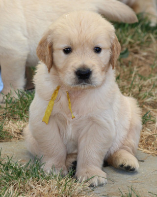 M JAUNE