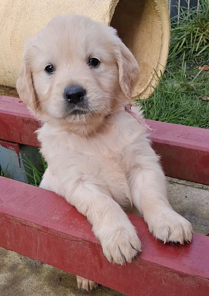 Des Grenouillettes Du Vexin - Chiots disponibles - Golden Retriever