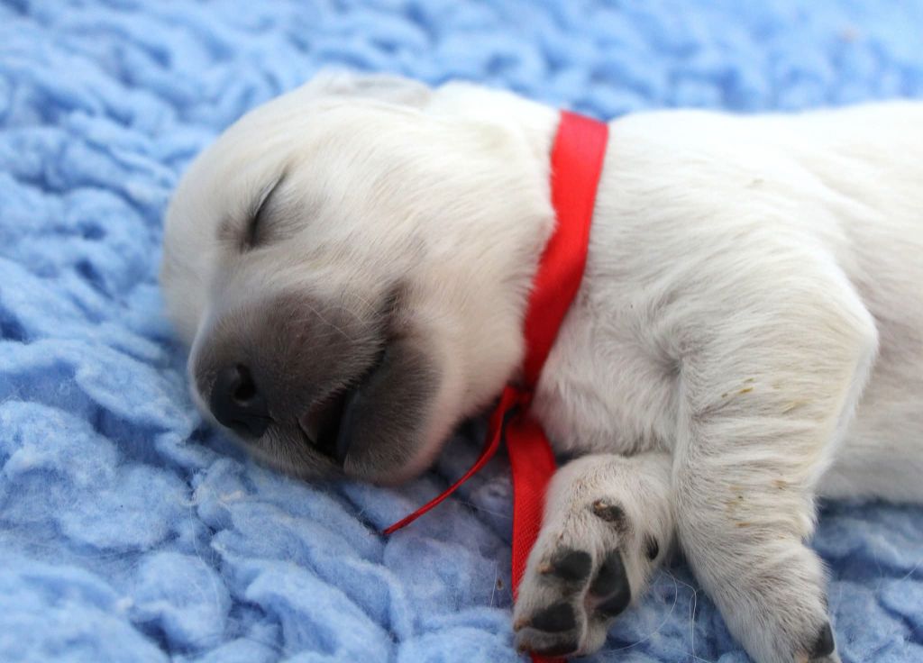 Des Grenouillettes Du Vexin - Chiots disponibles - Golden Retriever