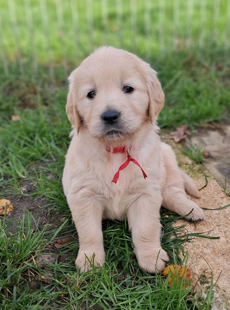 Des Grenouillettes Du Vexin - Chiots disponibles - Golden Retriever