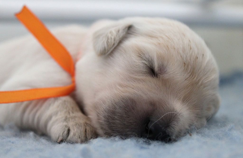 Des Grenouillettes Du Vexin - Chiots disponibles - Golden Retriever