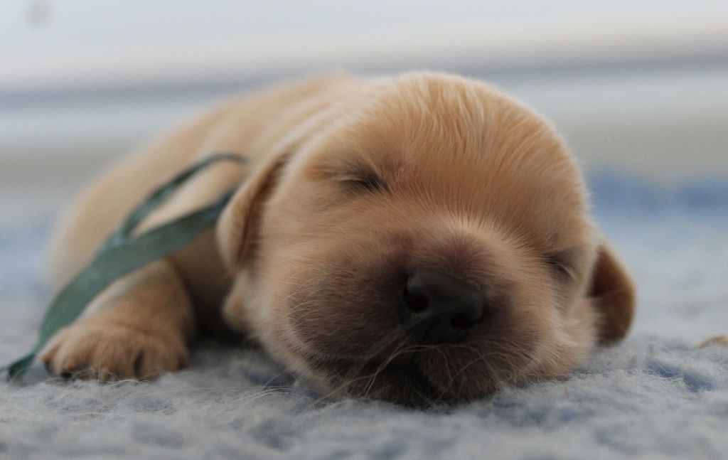 Des Grenouillettes Du Vexin - Chiots disponibles - Golden Retriever