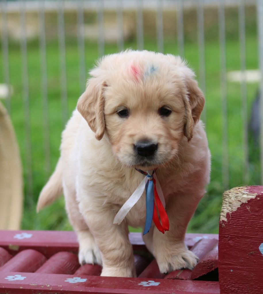 Des Grenouillettes Du Vexin - Chiots disponibles - Golden Retriever